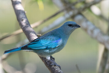 Thraupis cyanoptera