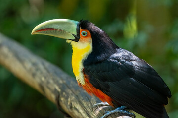 Obraz premium O tucano-de-bico-verde (Ramphastos dicolorus)