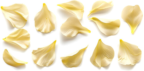 Naklejka premium Collection of soft yellow flower petals isolated 