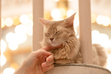 女性に撫でられる猫