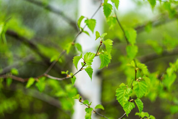
Bright green spring birch leaves on a blurred background.