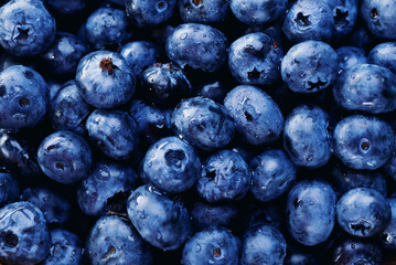 Blueberry berry background. Macro. Fresh blueberry background. Water drops on ripe blueberries. Background from freshly picked blueberries, close-up. Blue berries of blueberry close-up, macro.