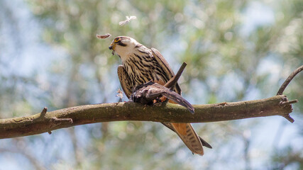 red tailed hawk