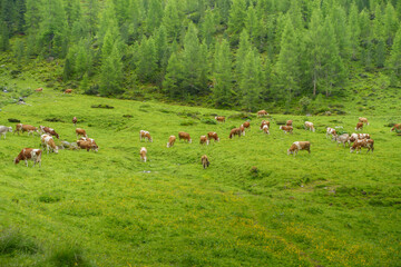 Milchkühe auf einer Almwiese in den österreichischen Bergen
