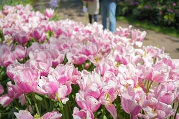 pink and white tulips