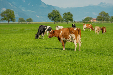 Cow in alpine meadow. Beefmaster cattle in green field. Cow in meadow. Pasture for cattle. Cow in the countryside. Cows graze on summer meadow. Rural landscapes with cows. Cows in a pasture.