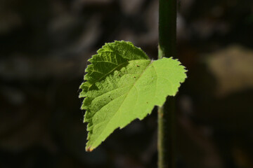 leaves in the morning sunlight