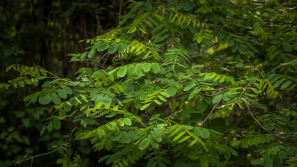 Caesalpinia in the woods