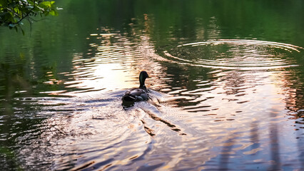 A duck in the river