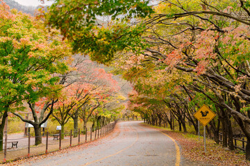 beautifully captures a scenic autumn road in Naejangsan, Korea, lined with trees exhibiting vibrant...