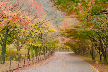beautifully captures a scenic autumn road in Naejangsan, Korea, lined with trees exhibiting vibrant fall foliage, creating a picturesque landscape.