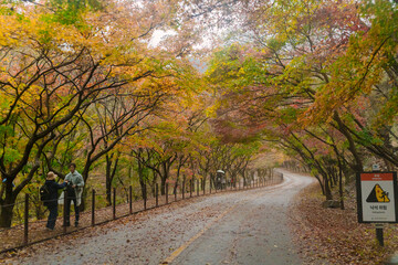 beautifully captures a scenic autumn road in Naejangsan, Korea, lined with trees exhibiting vibrant...