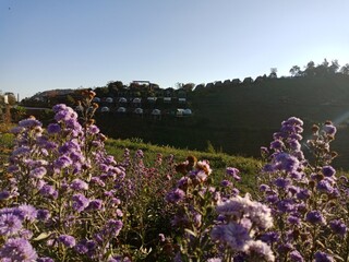 mountain and flowers