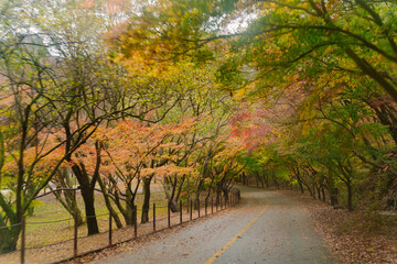 Obraz premium beautifully captures a scenic autumn road in Naejangsan, Korea, lined with trees exhibiting vibrant fall foliage, creating a picturesque landscape.