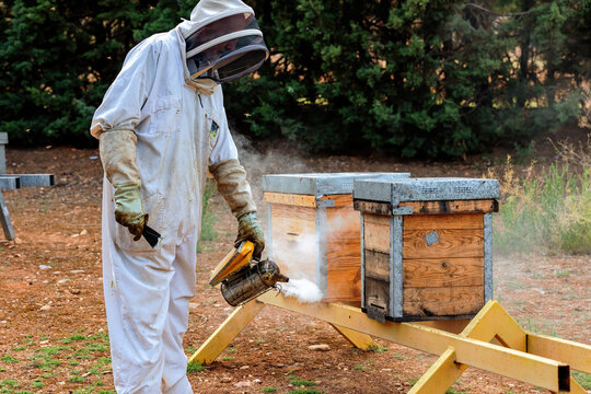 Beekeeper Inspecting Hives in Apiary