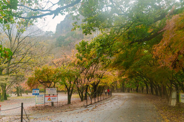 beautifully captures a scenic autumn road in Naejangsan, Korea, lined with trees exhibiting vibrant...
