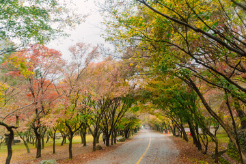beautifully captures a scenic autumn road in Naejangsan, Korea, lined with trees exhibiting vibrant...