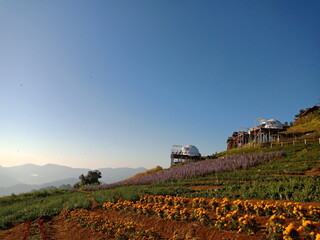 vineyard in the mountains