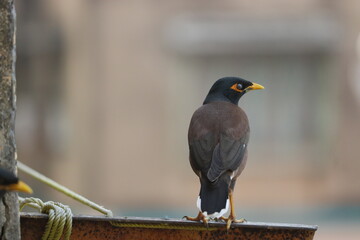 Indian Region Bird Common Mayna 