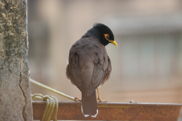 Indian Region Bird Common Mayna 