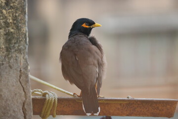 Indian Region Bird Common Mayna 