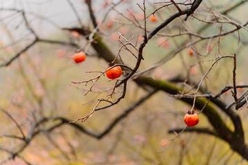 bare tree branches filled with clusters of ripe persimmons against a pale sky, hinting at the late autumn or early winter season.