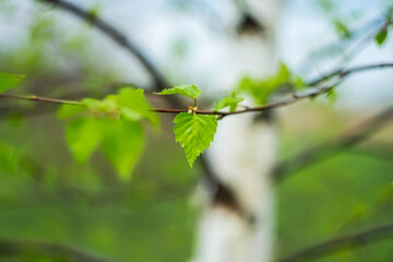 Bright green spring birch leaves on a blurred background.