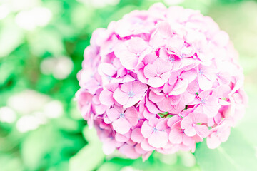 上野に咲く美しい紫陽花