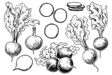 Radish set hand drawn vintage vector sketch drawing
