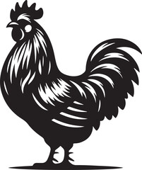 rooster isolated on white background