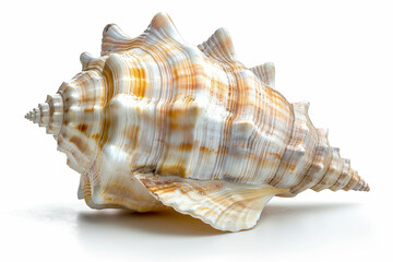 Obraz premium conch shell isolated on a white background