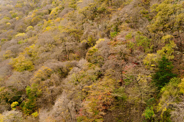 the autumn foliage at Naejangsan, Korea. The mountainside is blanketed with a vibrant mosaic of green, yellow, and orange hues, presenting a breathtaking view.