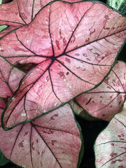 Fototapeta premium amazing colors of pink caladium flowering plants in the family Araceae