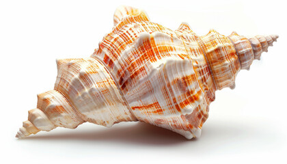Obraz premium conch shell isolated on a white background
