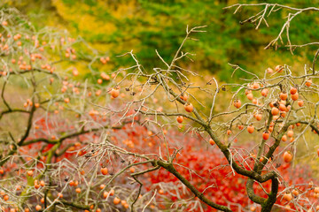 bare tree branches filled with clusters of ripe persimmons against a pale sky, hinting at the late autumn or early winter season.