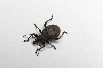 Closeup of live bug Otiorhynchus on a white background by focus stacking method.