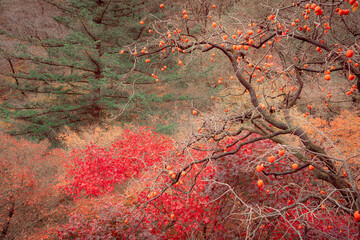 bare tree branches filled with clusters of ripe persimmons against a pale sky, hinting at the late autumn or early winter season.