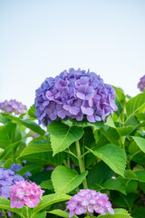 空に伸びる紫陽花