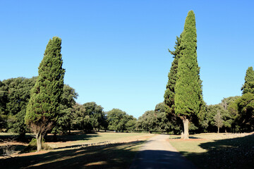 nature in N.P. Brioni, Croatia