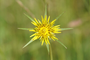 Close up flower of yellow salsify, western goat's-beard, Tragopogon dubius. Faded green background. Family Asteraceae,  Compositae. Summer, June, France. 