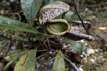 Insect trap pitcher plant in Borneo rainforest Malaysia