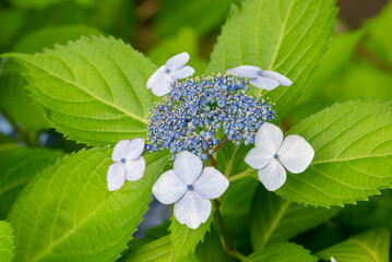 咲き始めの紫陽花