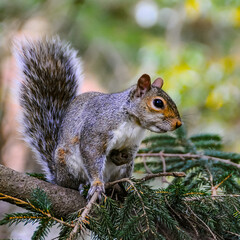 Gray Squirrel (Sciurus carolinensis) On a tree in the park, Manhattan
