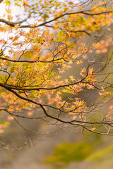 beautifully captures autumn leaves on a tree, where vibrant yellow hues dominate. A few green leaves persist, and a blurred background suggests a forest setting.
