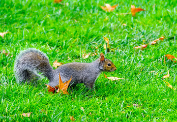 Gray Squirrel (Sciurus carolinensis) On green grass in the park, Manhattan
