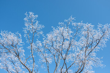 霧氷の付いた樹木