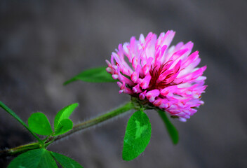 Macro photography flower