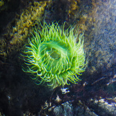 Green sea anemone with straightened tentacles, Sea predatory animal