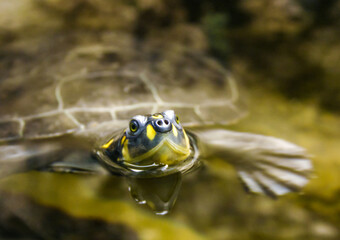 Turtle head sticking out of the water, oceanarium