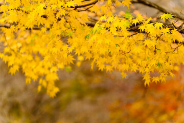 beautifully captures autumn leaves on a tree, where vibrant yellow hues dominate. A few green leaves persist, and a blurred background suggests a forest setting.